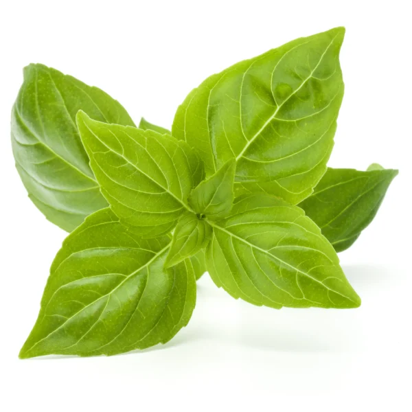 تخم ریحان سبز
