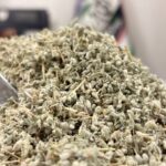 کلپوره گیاه یک کیلویی