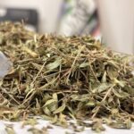 کاکوتی گیاه یک کیلویی