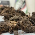 سنبل الطیب گیاه نیم کیلویی (اعلا)