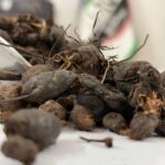 سعدکوفی نیم کیلویی (اعلا)