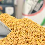 گردگل یک کیلویی (اعلا)