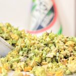 گیاه خارخاسک یک کیلویی