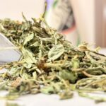 برگ کاسنی یک کیلویی