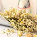 بابونه گاوی یک کیلویی