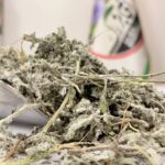 پونه برگ یک کیلویی